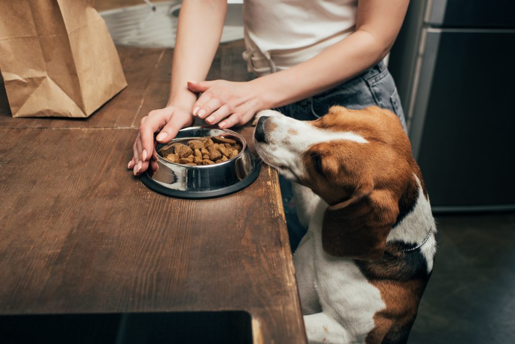 cropped view of young woman giving pet food to adorable beagle dog