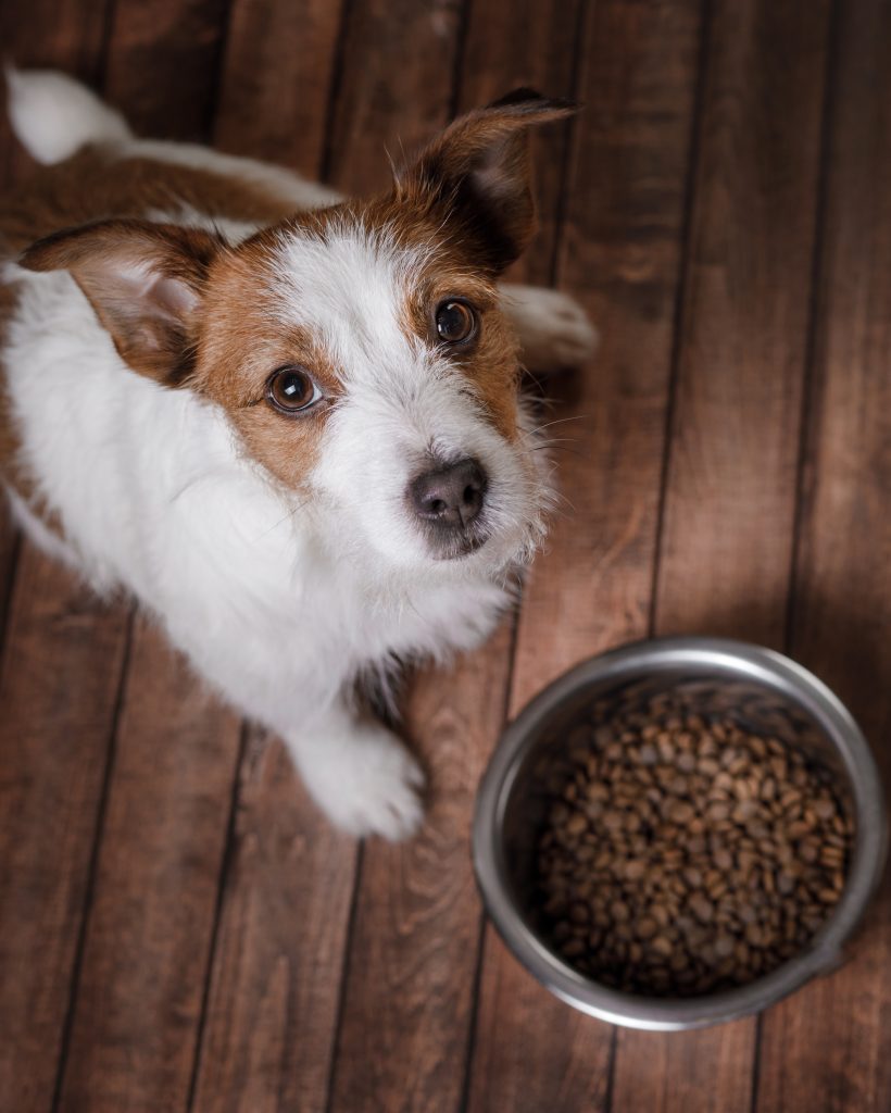 dog with a bowl of food. funny jack russell terrier is waiting for food. pet nutrition