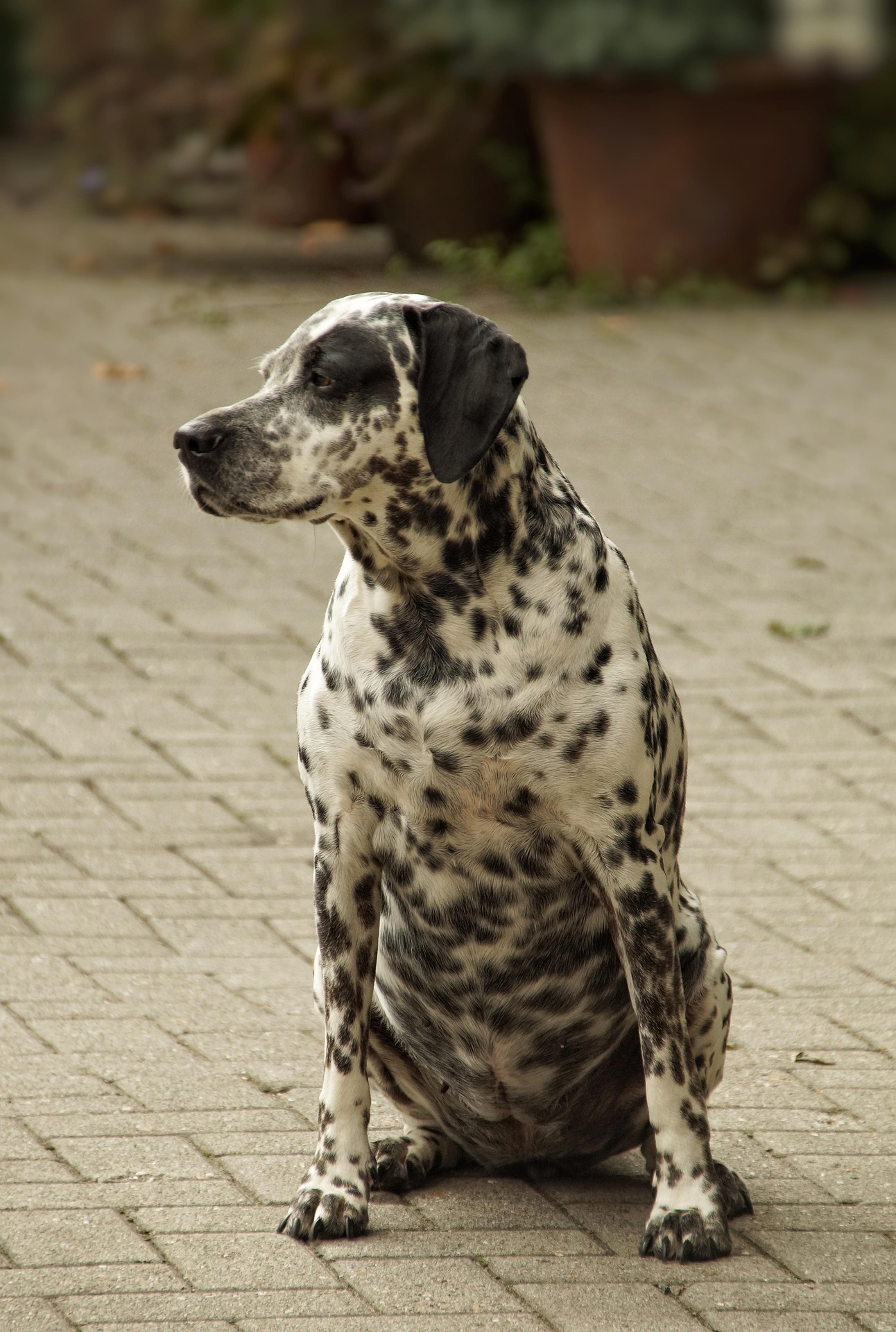 dalmatian 4536760 1920