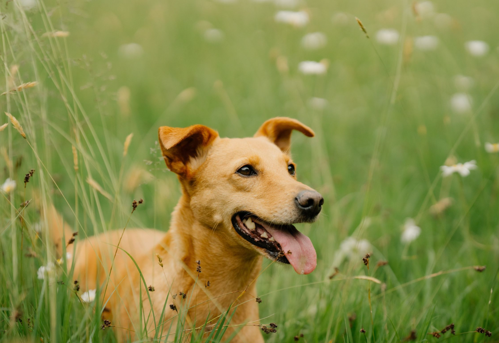 wilma laechelt im gras