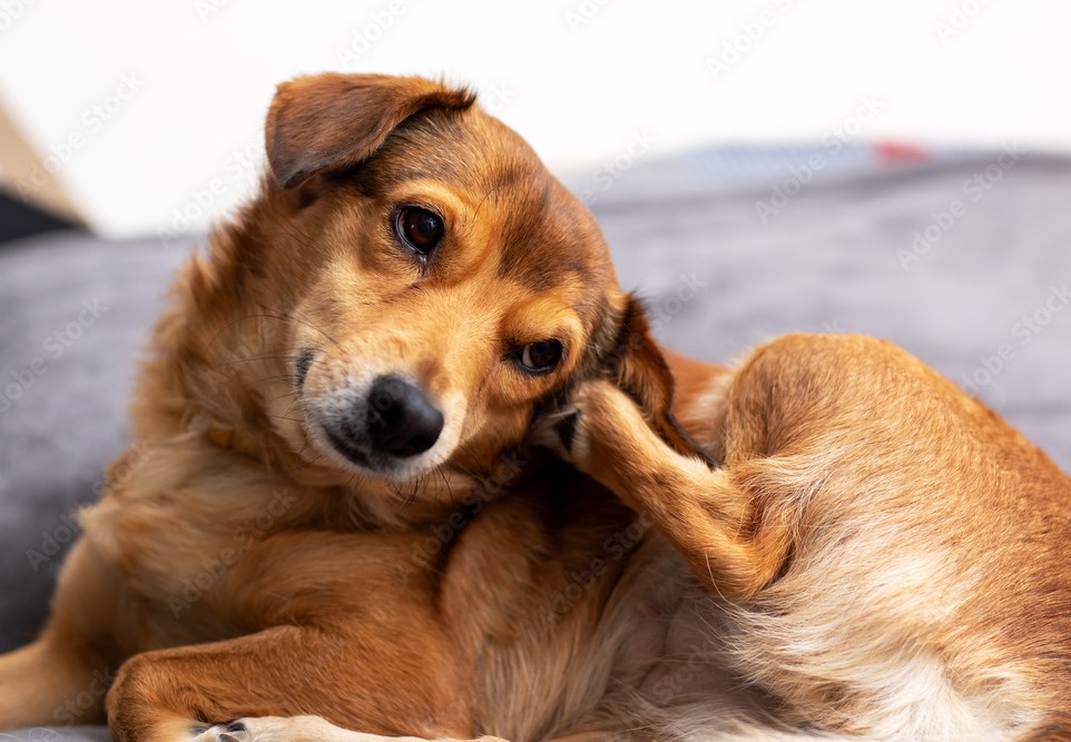 adobestock 1077181786 preview