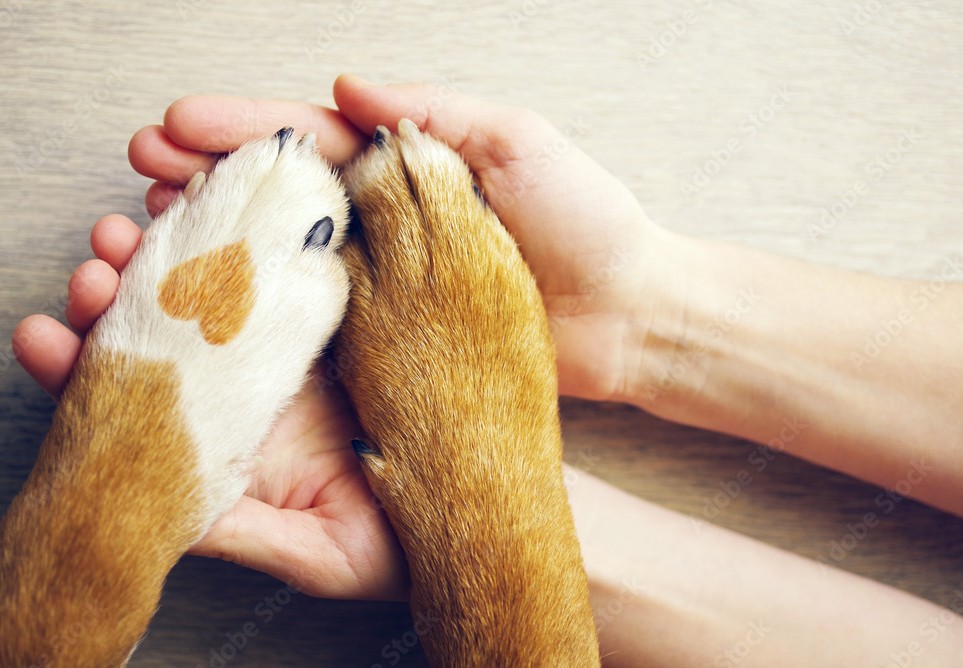 adobestock 167618810 preview