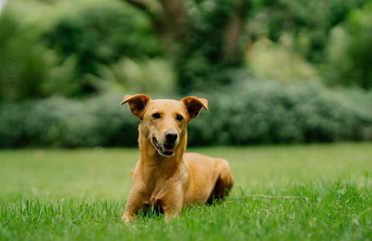 wilma im gras liegend